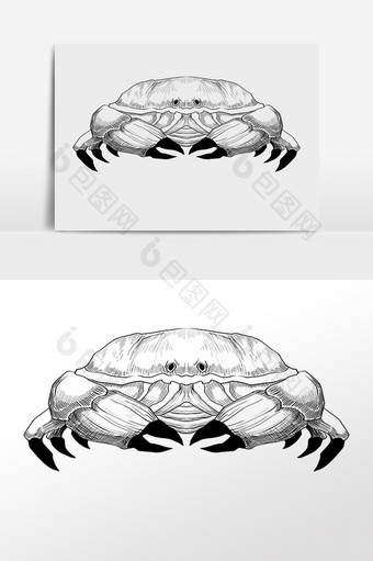 手绘线描素描水生物螃蟹插画图片