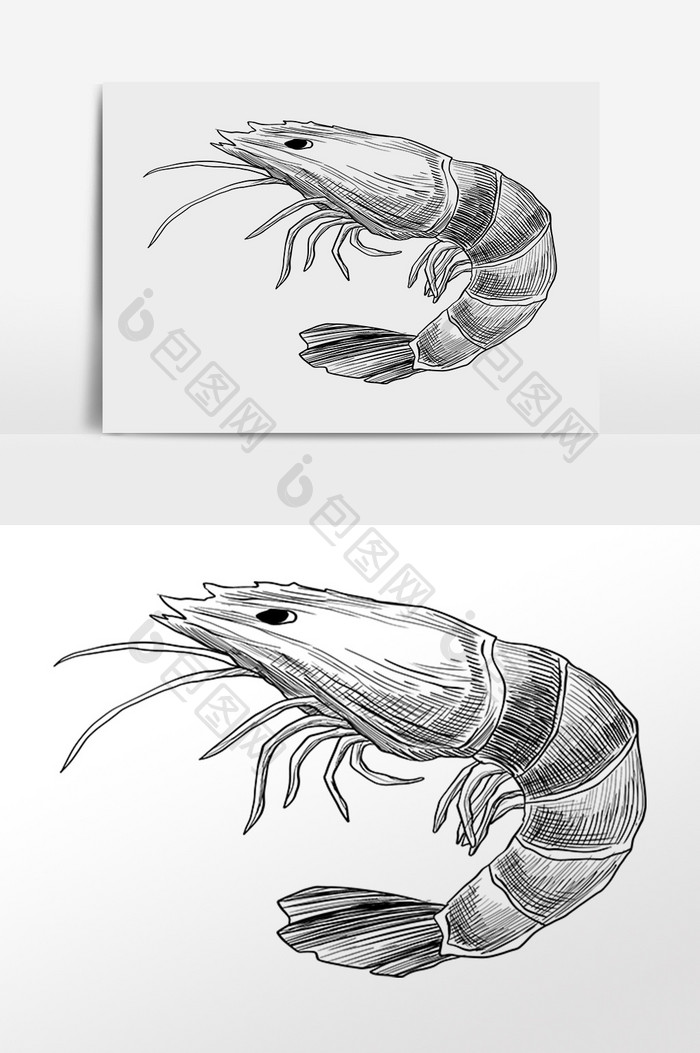 手绘线描素描水生物小龙虾插画