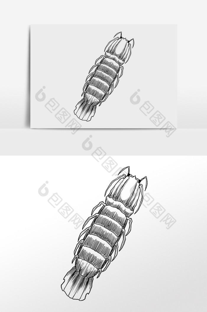 线描素描水生物皮皮虾插画图片图片