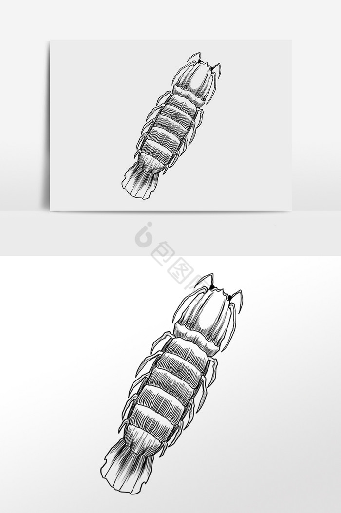 皮皮虾的画法图片