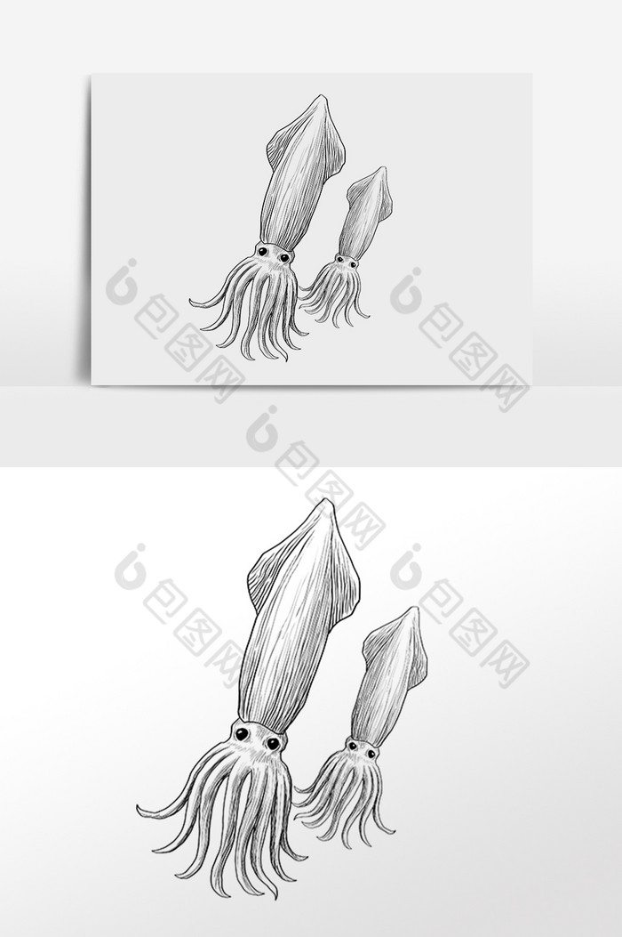 线描素描水生物鱿鱼插画图片图片
