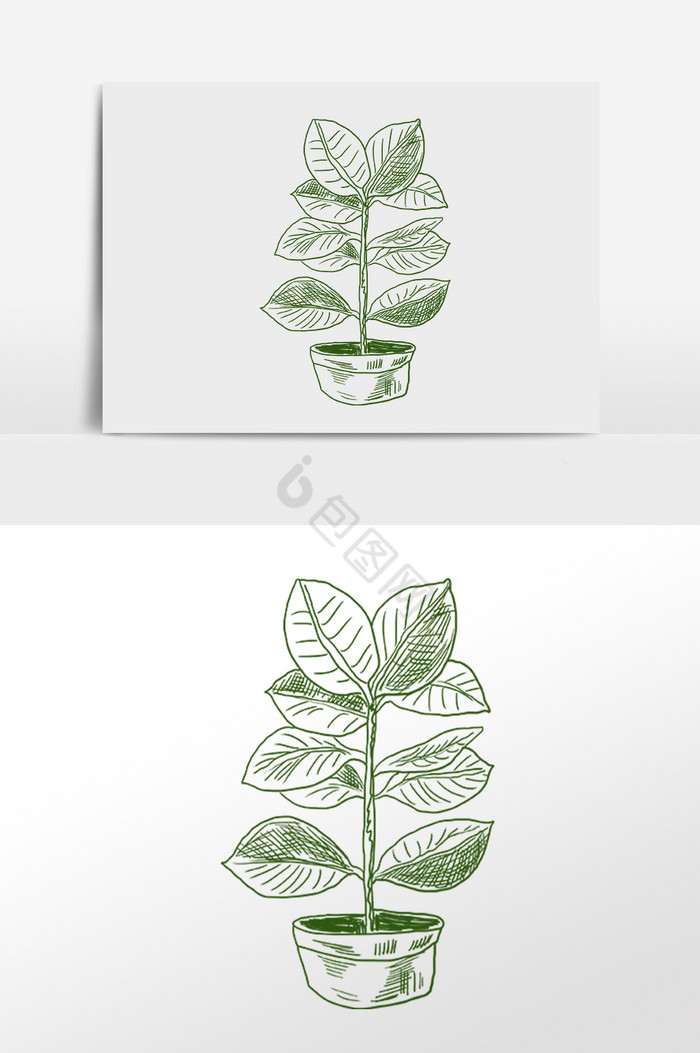 线描素描热带盆栽植物插画图片