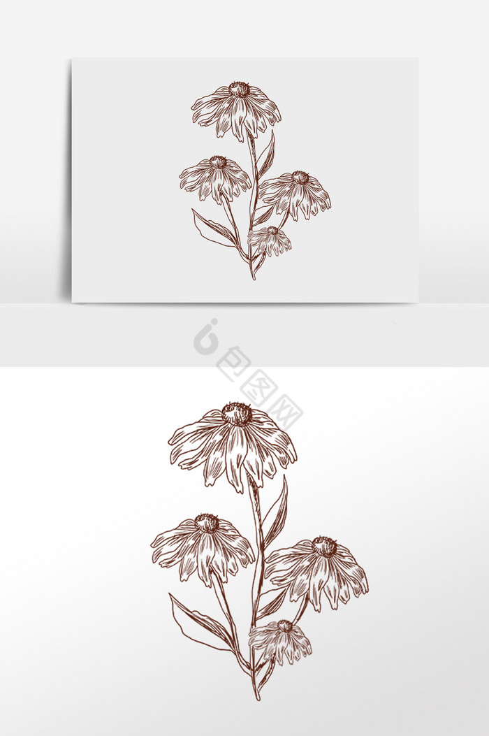 线描素描植物花束插画图片