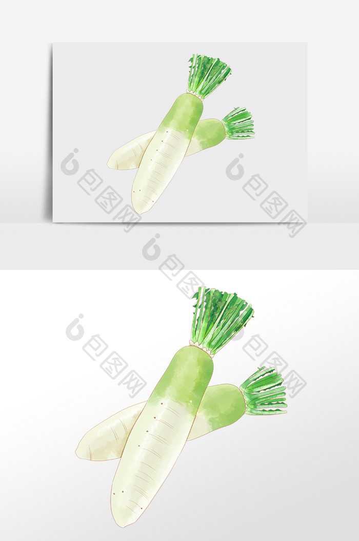 手绘水彩绿色有机蔬菜萝卜插画
