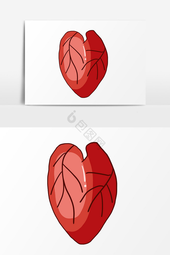 心脏图片