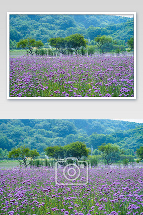 马鞭草夏日夏天花朵紫色花海高清图