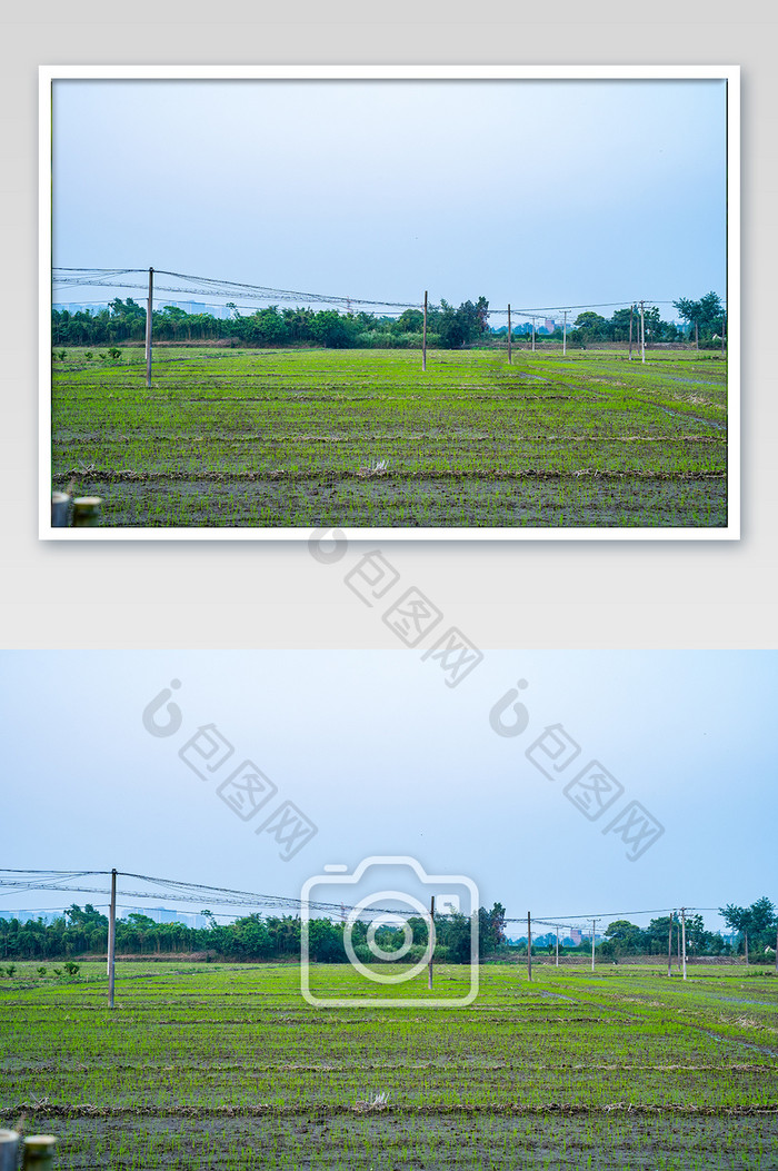 芒种田地粮食保护基地稻谷绿色摄影图