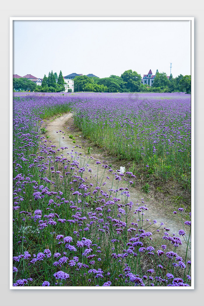 夏日夏天清爽马鞭草紫色花朵摄影图