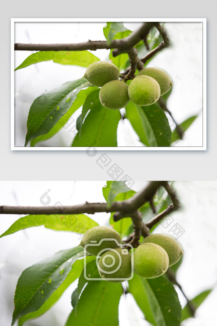 桃子结果生长摄影图片