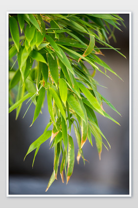 竹林竹叶大特写摄影图片