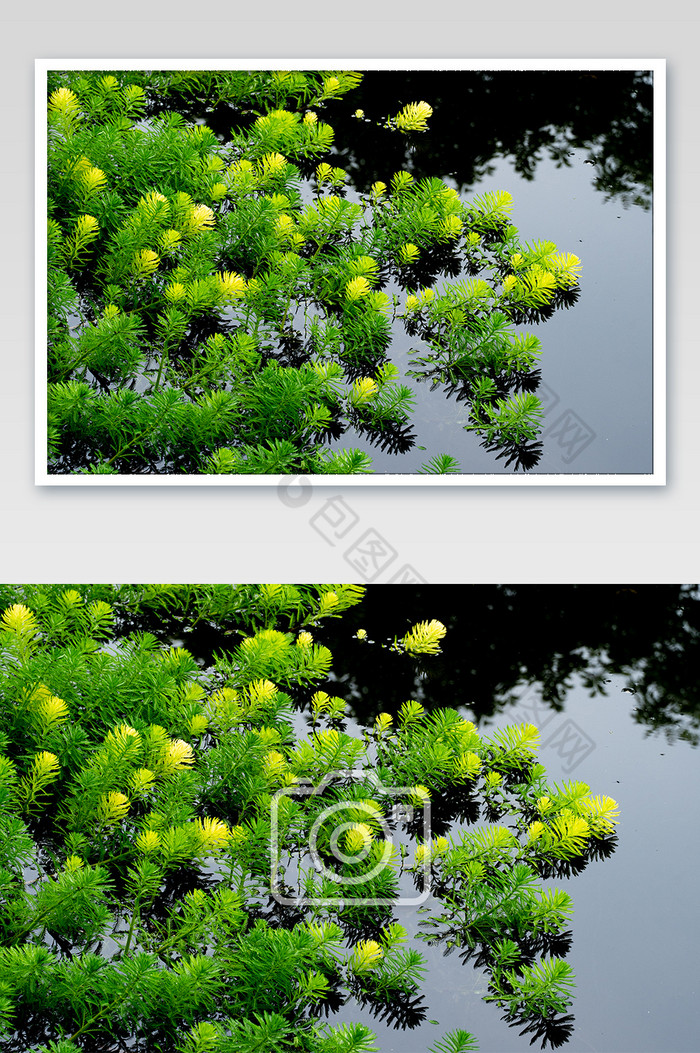 水上植物高清夏日夏天绿植绿色清爽摄影图图片图片