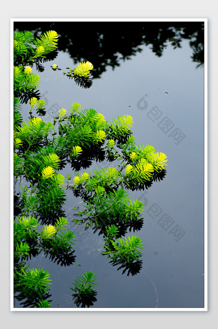 水上植物清爽湿地景色夏日夏天摄影图图片图片
