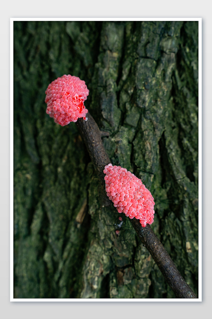 福寿螺卵粉红色可爱密集摄影图图片图片