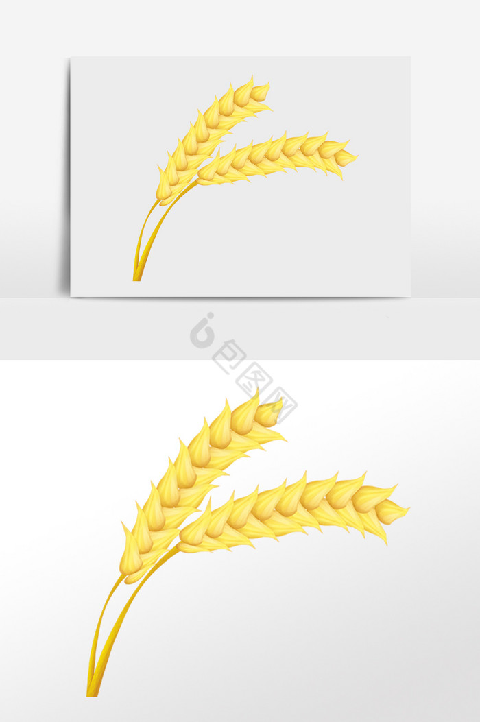 农作物有机粮食麦子插画图片