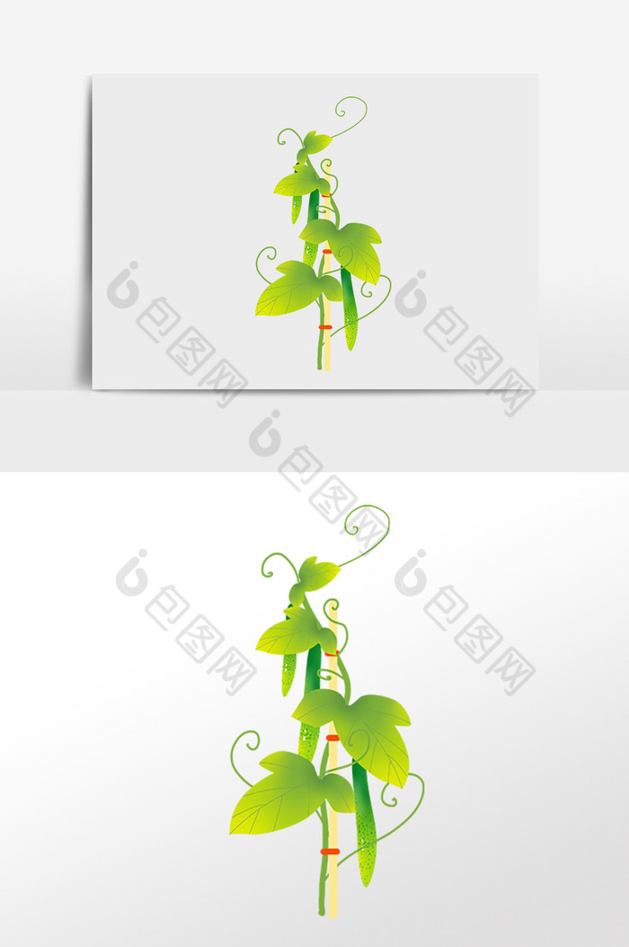 农作物蔬菜黄瓜藤插画图片