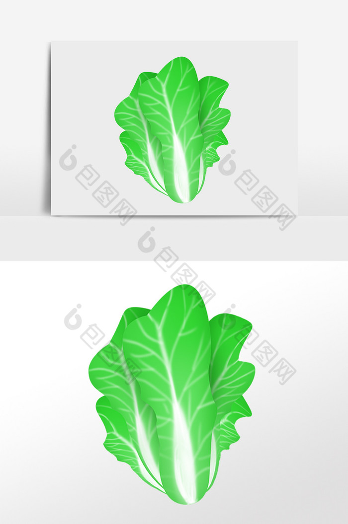 农作物蔬菜白菜插画图片图片