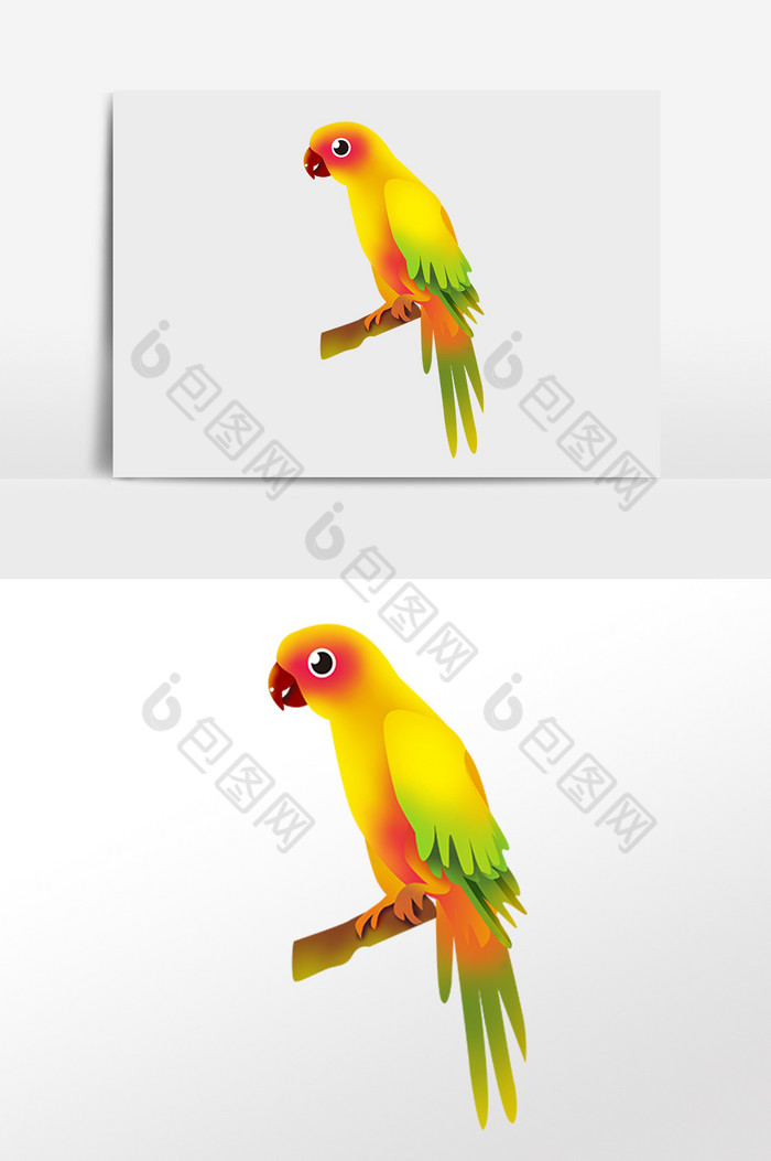 动物鹦鹉插画图片图片