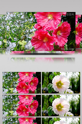 高清升格实拍多组颜色鲜艳艳丽的花朵图片