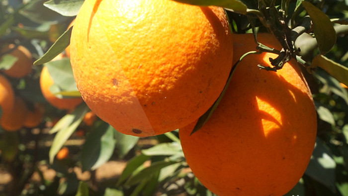 实拍水露露的橘子甜橙