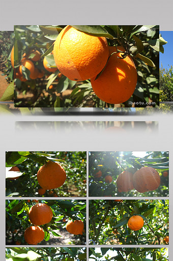 实拍水露露的橘子甜橙图片