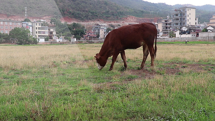 实拍正在田里吃草的黄牛