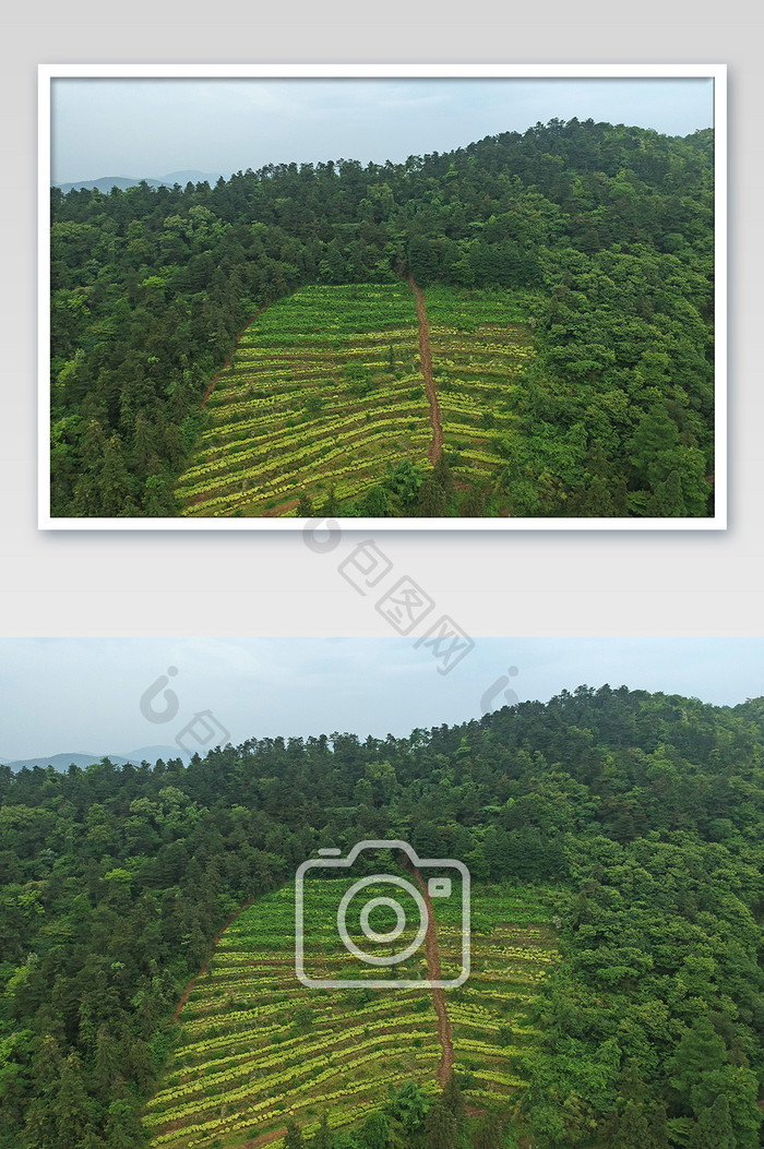 莫干山风景区茶山摄影图片