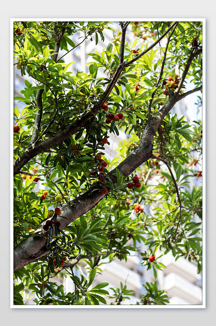 红色杨梅挂满树枝摄影图片