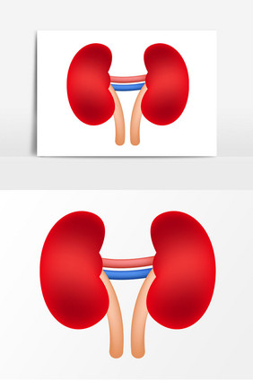 肾脏器官矢量元素