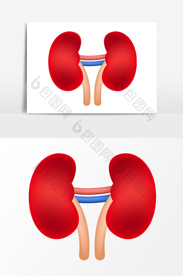 肾脏器官矢量元素
