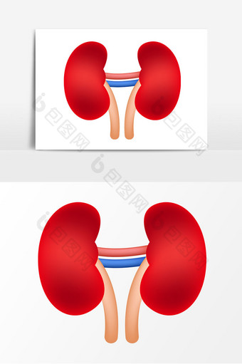 肾脏器官矢量元素图片