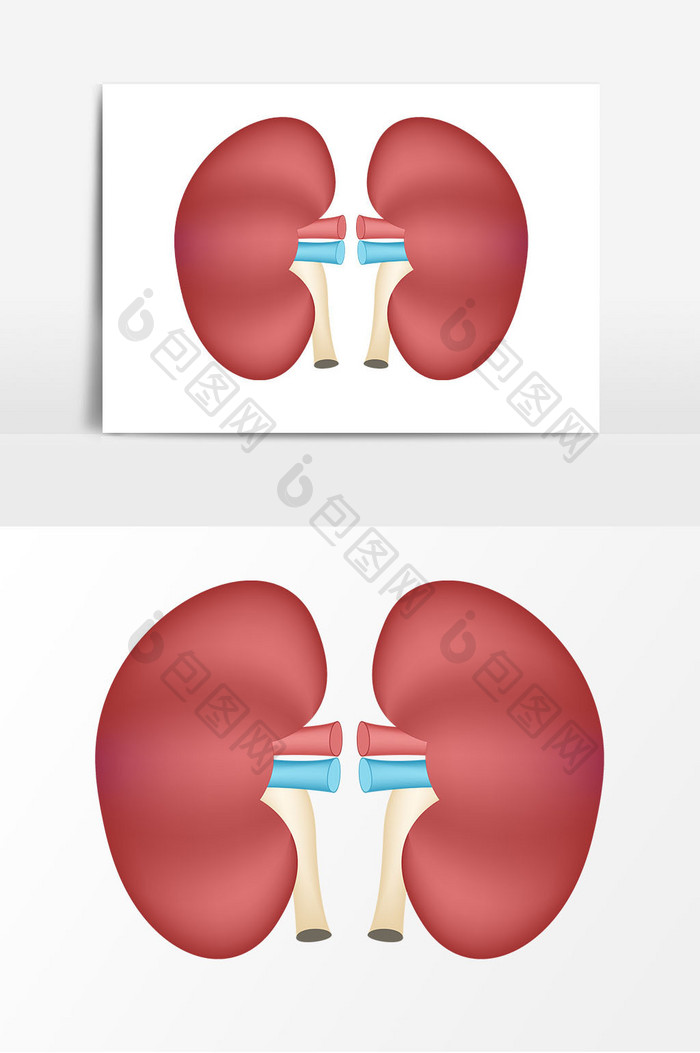 卡通脏器肾器官元素