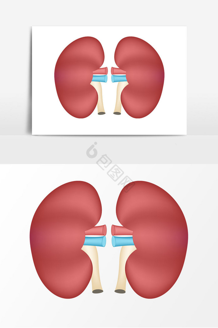 脏器肾器官图片