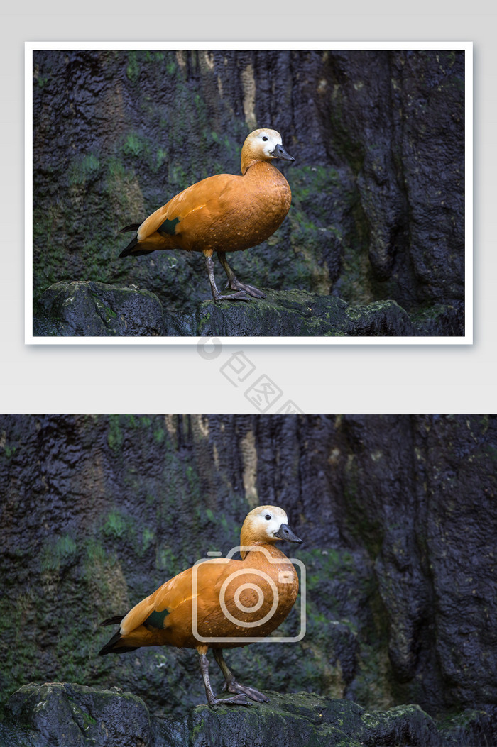 野生动物赤麻鸭摄影图片