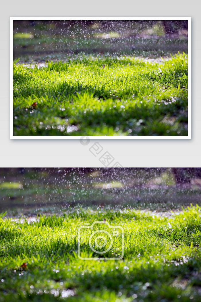 雨中草地摄影图片