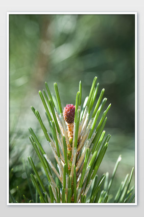 绿色植物松果果仁特写竖版松树