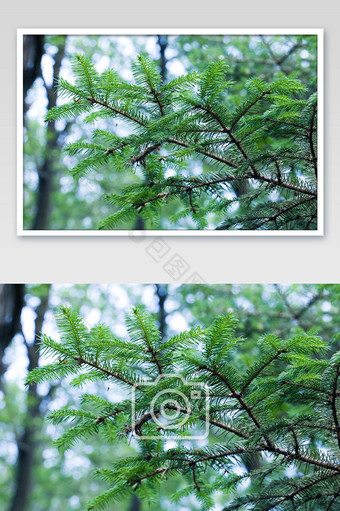 松树野外拍摄绿植夏日素材背景图片