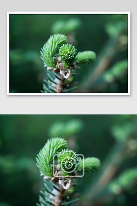 植物松树枝叶特写绿色背景INS