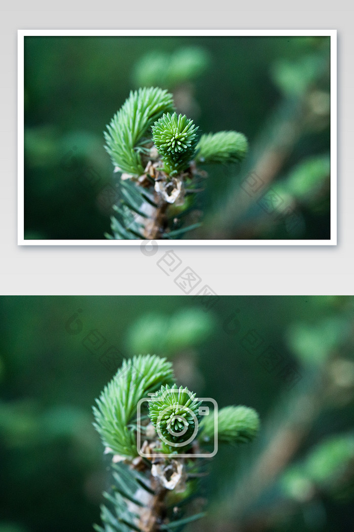 植物松树枝叶特写绿色背景INS