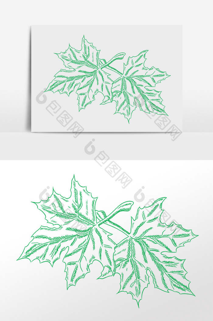 手绘绿色线描植物枫叶插画