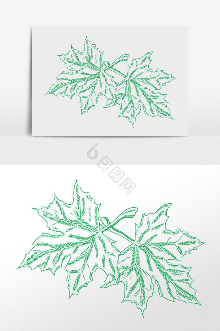 线描植物枫叶插画图片