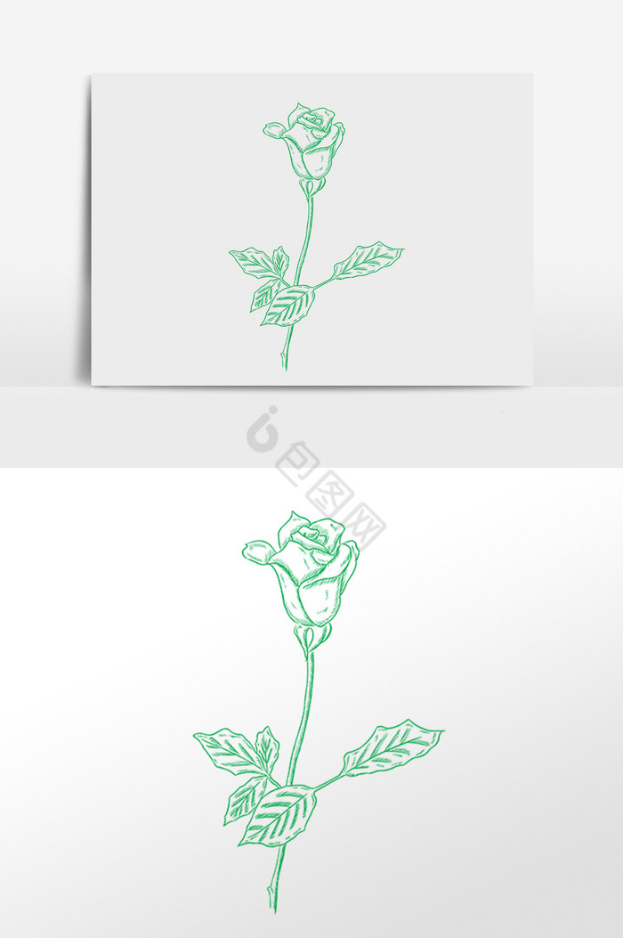 线描植物玫瑰花插画图片