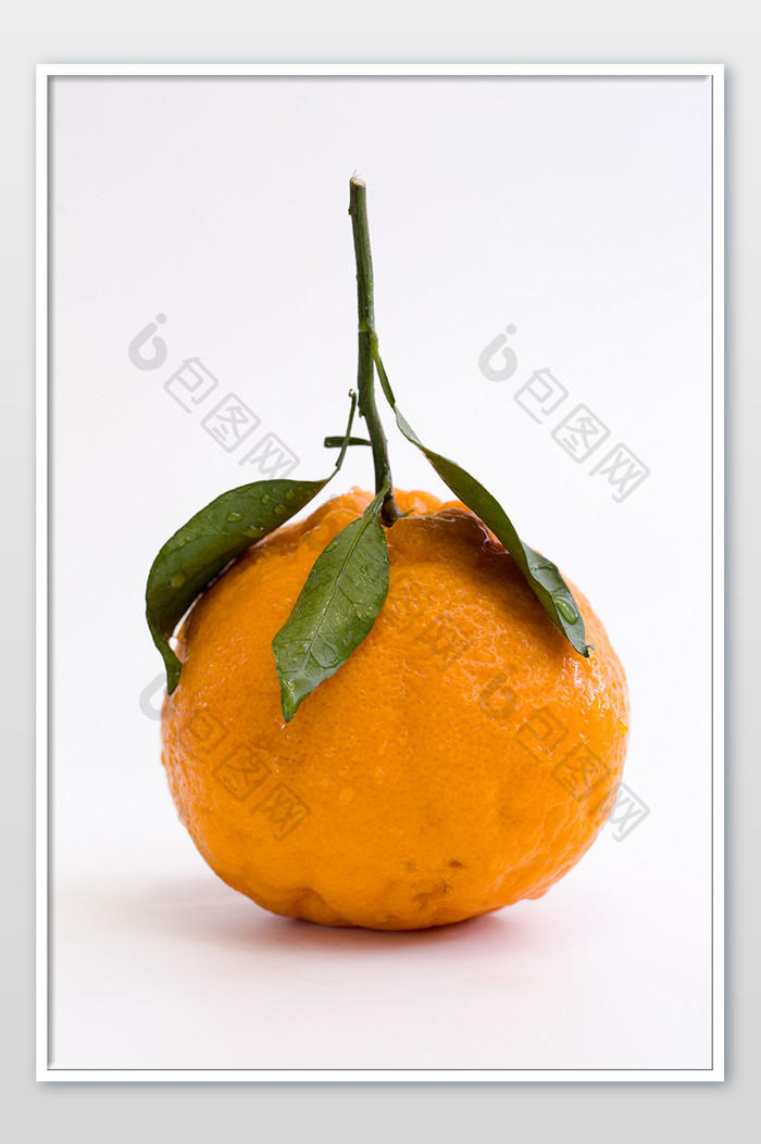 新鲜水果丑橘橘子竖版白色背景