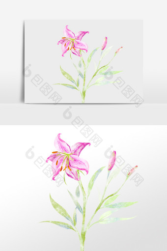 手绘绿色植物花朵香水百合插画图片