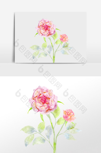 手绘绿色植物花朵玫瑰花插画图片