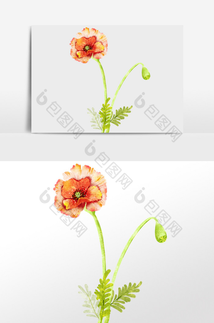 植物花朵盛开插画图片图片