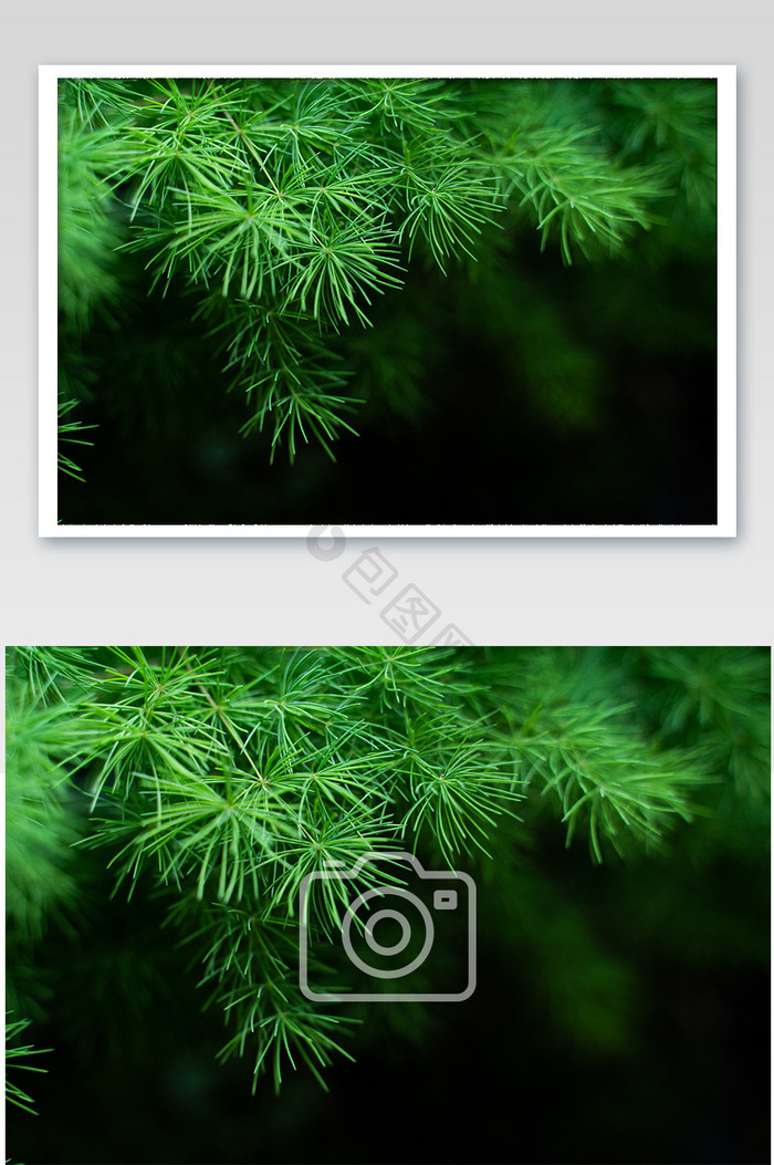 生机植物桌面绿植叶子绿色青草摄影图