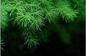 生机植物桌面绿植叶子绿色青草摄影图图片