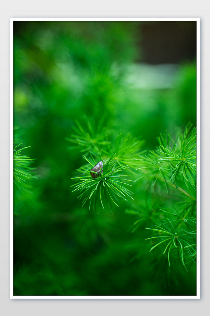 夏日夏天夏至蜗牛绿色清爽松叶摄影图图片