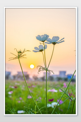 波斯菊白色花卉黄昏落日夏天摄影图