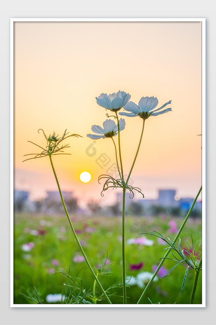 波斯菊白色花卉黄昏落日夏天摄影图图片